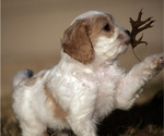 Small Photo #2 Cavachon-Poodle (Miniature) Mix Puppy For Sale in CEDAR PARK, TX, USA