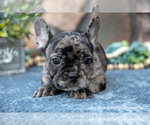 Small Photo #21 French Bulldog Puppy For Sale in MILLERSBURG, OH, USA