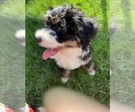 Small Photo #12 Bernedoodle (Miniature) Puppy For Sale in SOUTH ORANGE, NJ, USA