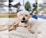 Small #1 Poodle (Miniature)