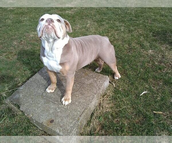 Medium Photo #1 Olde English Bulldogge Puppy For Sale in FREDERICKTOWN, OH, USA