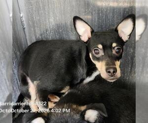 Chihuahua-Unknown Mix Dogs for adoption in San Antonio, TX, USA