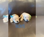 Small Photo #1 Golden Retriever Puppy For Sale in ROYSE CITY, TX, USA