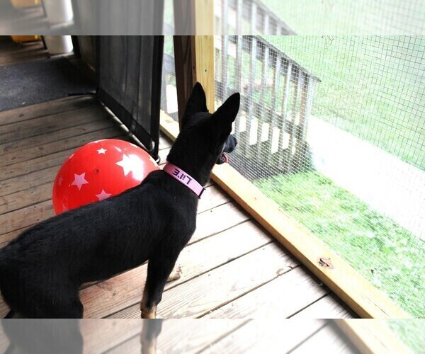 Medium Photo #3 German Shepherd Dog Puppy For Sale in WARRENTON, NC, USA