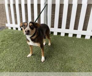 Chihuahua-Unknown Mix Dogs for adoption in Modesto, CA, USA