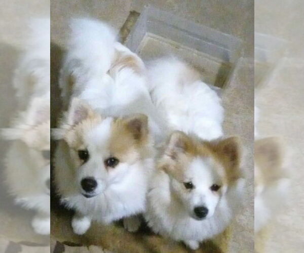 Medium Photo #1 Pomeranian Puppy For Sale in Dana Point, CA, USA