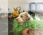 Puppy Puppy 5 Australian Labradoodle