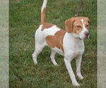 Small #3 American Foxhound-Beagle Mix