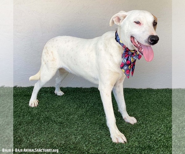 Medium Photo #3 American Staffordshire Terrier-Unknown Mix Puppy For Sale in San Diego, CA, USA