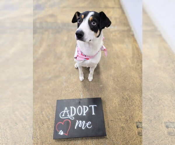 Medium Photo #2 Mutt Puppy For Sale in Rockaway, NJ, USA