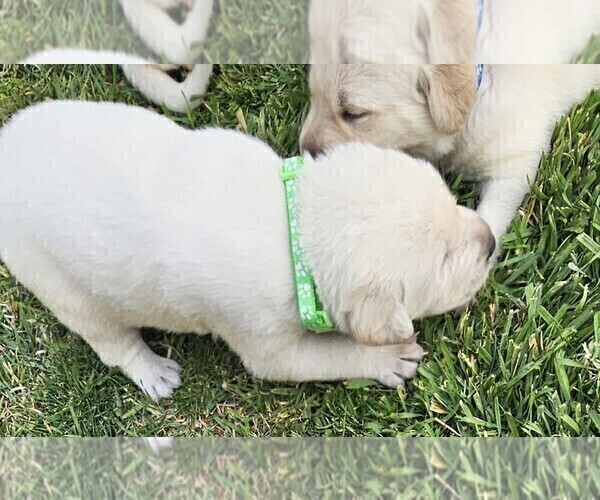 Medium Photo #24 Labrador Retriever Puppy For Sale in CEDAREDGE, CO, USA