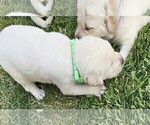 Small Photo #24 Labrador Retriever Puppy For Sale in CEDAREDGE, CO, USA