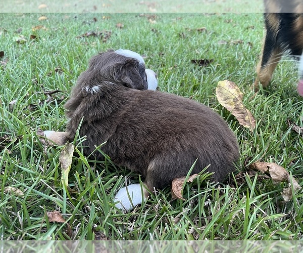 Medium Photo #3 Miniature Australian Shepherd Puppy For Sale in MONTICELLO, SC, USA