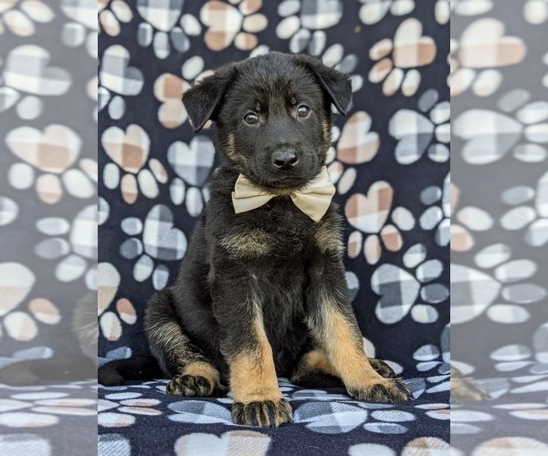Medium Photo #3 German Shepherd Dog Puppy For Sale in OXFORD, PA, USA