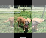 Small #2 American Pit Bull Terrier-American Staffordshire Terrier Mix