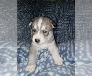 Siberian Husky-Siberian Husky Mix Puppy for sale in SAGINAW, MI, USA