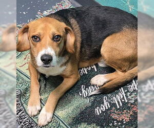 Mutt Dogs for adoption in Minneapolis, MN, USA