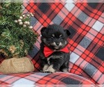 Small Photo #1 Pomeranian Puppy For Sale in LINCOLN UNIVERSITY, PA, USA