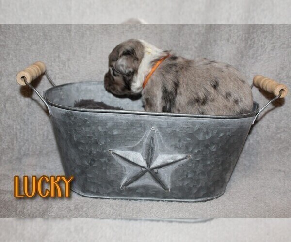 Medium Photo #4 Miniature Australian Shepherd Puppy For Sale in ORRTANNA, PA, USA