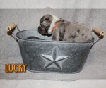 Small Photo #4 Miniature Australian Shepherd Puppy For Sale in ORRTANNA, PA, USA