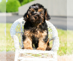 Small Photo #23 Maltipoo (Toy) Puppy For Sale in WARSAW, IN, USA