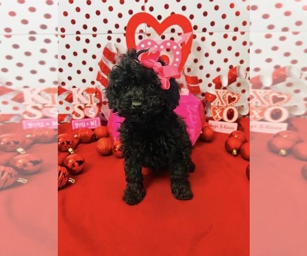 Medium Photo #1 Poodle (Miniature)-Poodle (Toy) Mix Puppy For Sale in INDIANAPOLIS, IN, USA