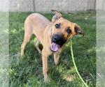 Small #1 German Shepherd Dog Mix