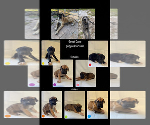 Great Dane Puppy for sale in INDIANTOWN, FL, USA