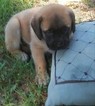 Small Photo #1 Mastiff Puppy For Sale in AVA, MO, USA