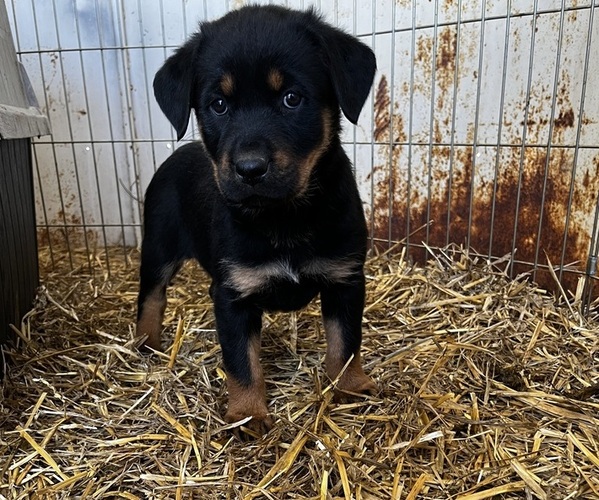 Medium Photo #1 Rottweiler Puppy For Sale in GREENVILLE, NC, USA
