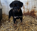 Small Photo #1 Rottweiler Puppy For Sale in GREENVILLE, NC, USA
