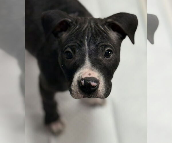 Medium Photo #3 Mutt Puppy For Sale in Plainfield, IL, USA