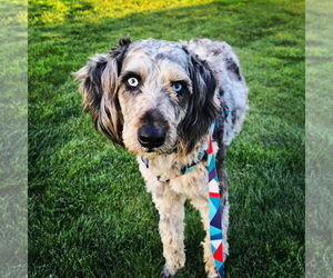 Labradoodle Dogs for adoption in Bellevue, WA, USA