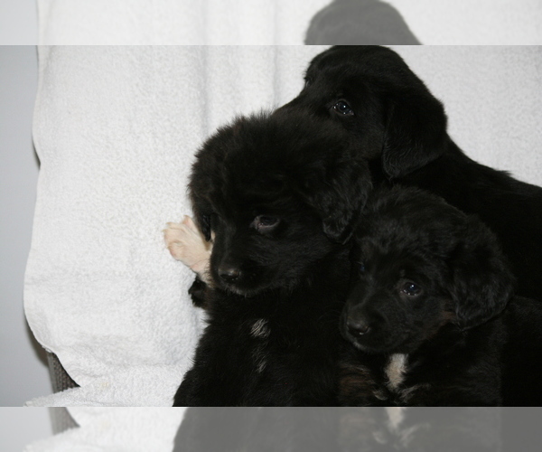 Medium Photo #1 Newfoundland-Shepadoodle Mix Puppy For Sale in SHEBOYGAN FALLS, WI, USA