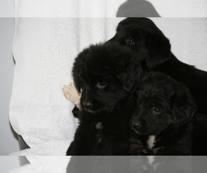Newfoundland-Shepadoodle Mix Puppy for Sale in SHEBOYGAN FALLS, Wisconsin USA