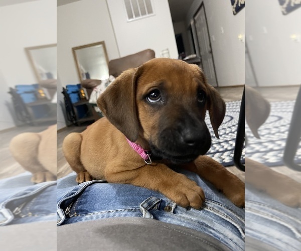 Medium Photo #9 Redbone Coonhound Puppy For Sale in DEXTER, MO, USA