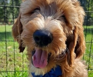 Goldendoodle (Miniature) Puppy for sale in MIDDLEBURG, FL, USA