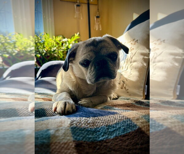 Medium Photo #4 Pug Puppy For Sale in Brights Grove, Ontario, Canada