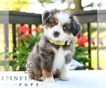 Bethany - Female Miniature Australian Shepherd Puppy for Sale - Photo #4