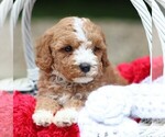 Small #1 Cavapoo