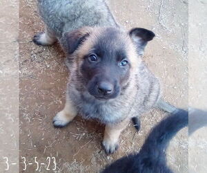 Basil - of Belgian Malinois family - ** - Male German Shepherd Dog-Unknown Mix Dog for Adoption - Photo #11