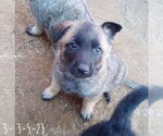 Small #10 German Shepherd Dog Mix