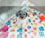 Hunter - Male Havapoo Puppy for Sale - Photo #5