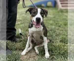 American Foxhound Dogs for adoption in Modesto, CA, USA