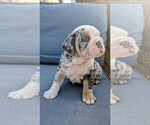 Small #3 English Bulldog