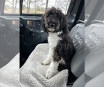 Small Photo #1 Aussiedoodle Miniature  Puppy For Sale in BREMEN, AL, USA