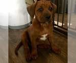 Small Photo #4 America Bandogge Mastiff-Mastiff Mix Puppy For Sale in FORT GARLAND, CO, USA