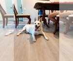 Small #1 Canaan Dog Mix