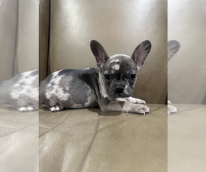 French Bulldog Puppy for Sale in SOUTHGATE, Michigan USA