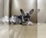 Small French Bulldog